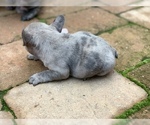 Small Photo #1 French Bulldog Puppy For Sale in MODESTO, CA, USA