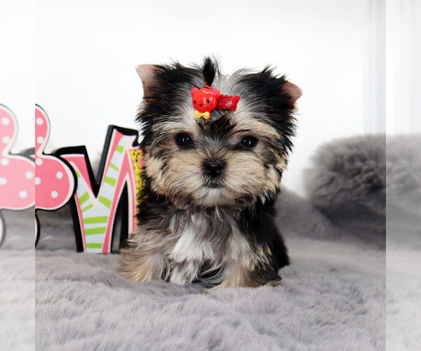 Medium Photo #4 Yorkshire Terrier Puppy For Sale in LOS ANGELES, CA, USA