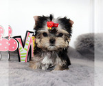 Small #3 Yorkshire Terrier