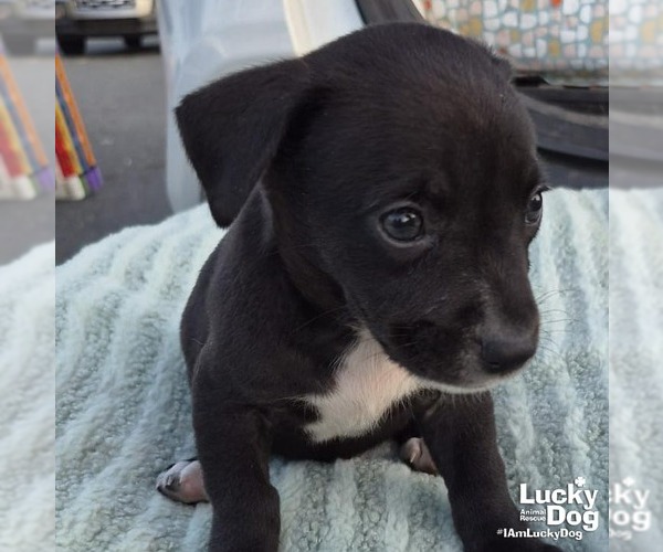 Medium Photo #2 Labrador Retriever-Unknown Mix Puppy For Sale in Washington, DC, USA