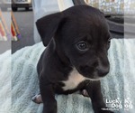 Small #1 Labrador Retriever Mix