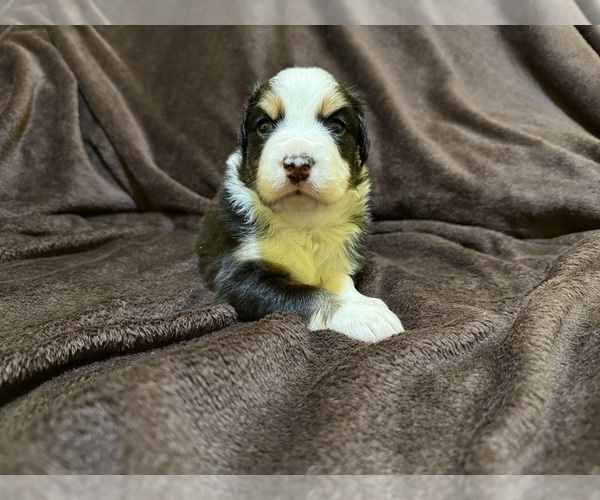 Medium Photo #36 Australian Shepherd Puppy For Sale in EUSTIS, FL, USA