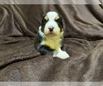 Small Photo #36 Australian Shepherd Puppy For Sale in EUSTIS, FL, USA