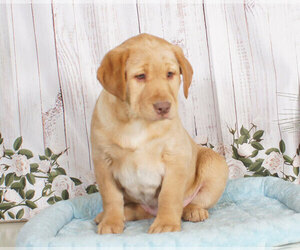 Labrador Retriever Puppy for sale in PENNS CREEK, PA, USA