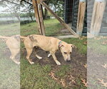 Small #1 Labrador Retriever Mix