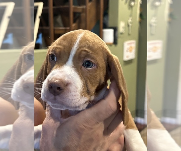 Medium Photo #2 Beabull-Beagle Mix Puppy For Sale in HILLSBOROUGH, NJ, USA