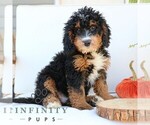 Small #1 Bernedoodle (Miniature)