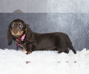 Dachshund Puppy for sale in INDEPENDENCE, IA, USA