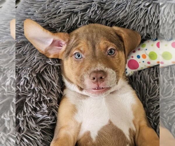 Medium Photo #3 Mutt Puppy For Sale in Springdale, PA, USA