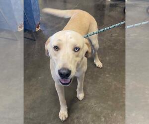 Labrenees Dogs for adoption in Rockwall, TX, USA