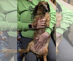 Small #2 Dachshund