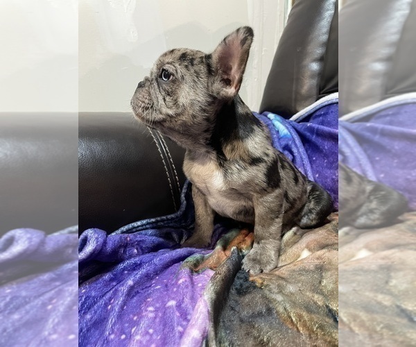 Medium Photo #5 French Bulldog Puppy For Sale in LILLINGTON, NC, USA