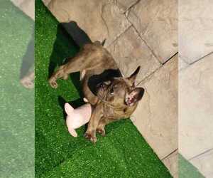 French Bulldog Puppy for sale in HOUSTON, TX, USA