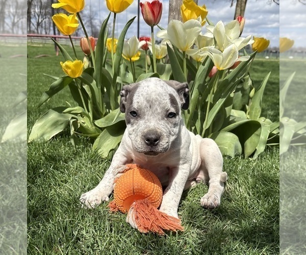 Medium Photo #4 American Bulldog Puppy For Sale in MIDDLEBURY, IN, USA