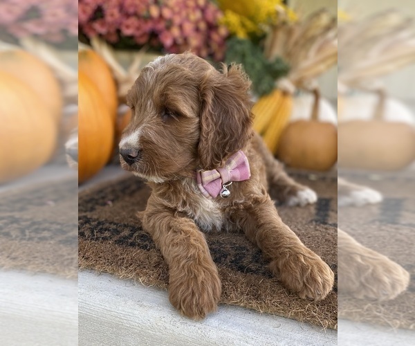 Medium Photo #6 Irish Doodle Puppy For Sale in WOOSTER, OH, USA