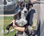 Small #2 Border Collie Mix