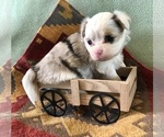 Small #6 Chihuahua