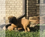 Small Photo #7 Bullmastiff Puppy For Sale in BELLVILLE, TX, USA