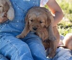 Small #1 Golden Retriever