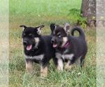 Small Photo #10 German Shepherd Dog-Siberian Husky Mix Puppy For Sale in OTTAWA, KS, USA
