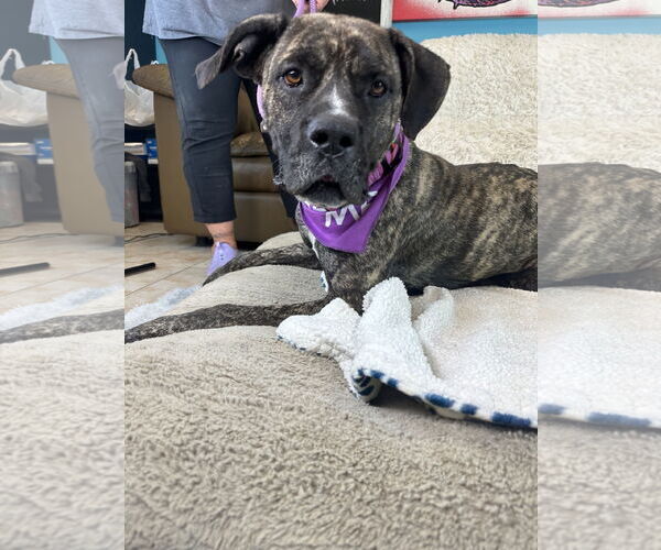 Medium Photo #5 Mastiff-Unknown Mix Puppy For Sale in Goodyear, AZ, USA
