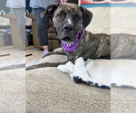 Small #4 Mastiff Mix