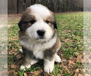 Great Bernese Puppy for sale in BLACKVILLE, SC, USA