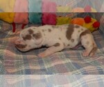 Small Photo #22 Great Dane Puppy For Sale in SPRAGGS, PA, USA