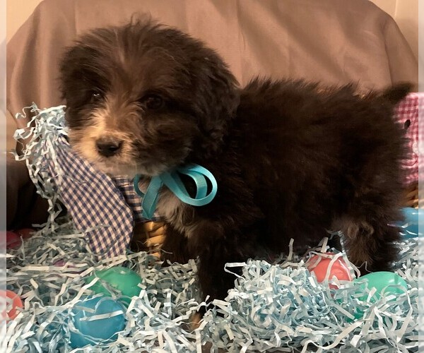 Medium Photo #3 Aussiedoodle Puppy For Sale in MIDDLETOWN, OH, USA