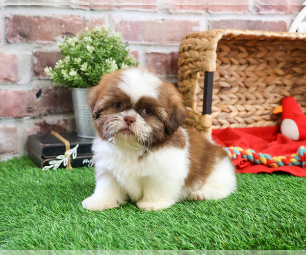 Medium Photo #7 Shih Tzu Puppy For Sale in SYRACUSE, IN, USA