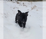 Small Photo #45 French Bulldog Puppy For Sale in MINNEAPOLIS, MN, USA