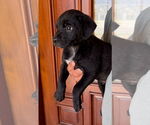 Small #2 Labrador Retriever Mix