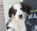 Puppy Puppy 5 Australian Shepherd