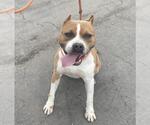 Small #1 American Staffordshire Terrier Mix
