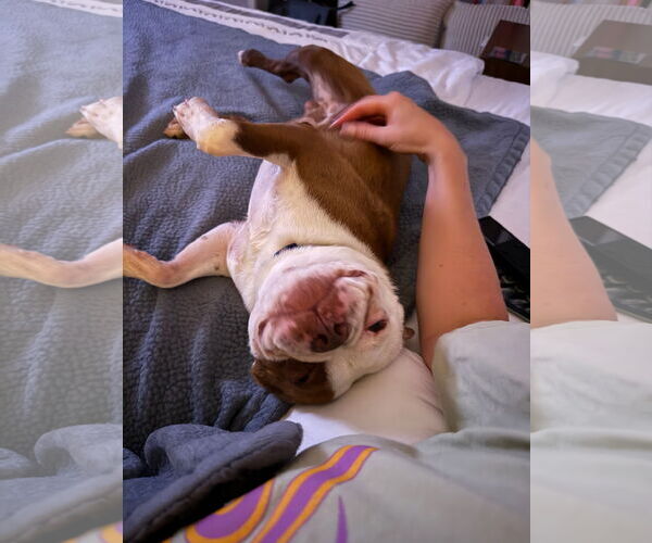 Medium Photo #2 Boston Terrier-Unknown Mix Puppy For Sale in Huntington Beach, CA, USA