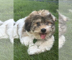 Coton de Tulear Dogs for adoption in St. Louis Park, MN, USA