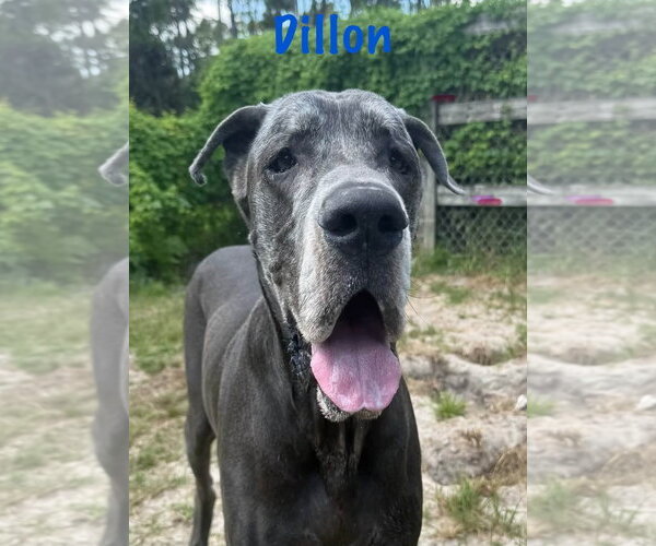 Medium Photo #4  Puppy For Sale in , 
