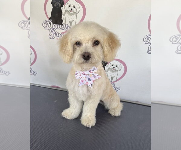 Medium Photo #6 Poodle (Miniature)-Unknown Mix Puppy For Sale in Corona, CA, USA
