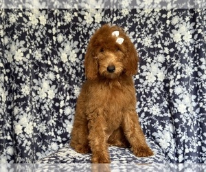 Miniature Labradoodle Puppy for sale in LAKELAND, FL, USA