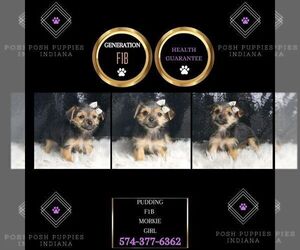Morkie Puppy for sale in WARSAW, IN, USA