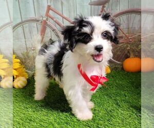 Maltipoo-Poodle (Miniature) Mix Puppy for sale in ARTHUR, IL, USA