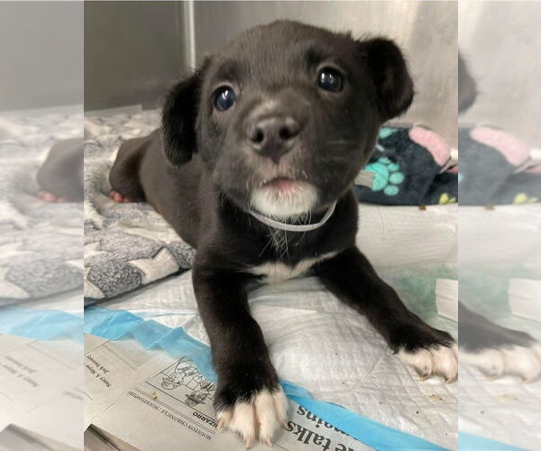Medium Photo #5 Labrador Retriever-Unknown Mix Puppy For Sale in Lakewood, CO, USA