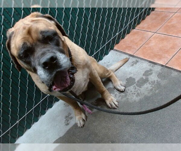 Medium Photo #1 Mastiff Puppy For Sale in Downey, CA, USA