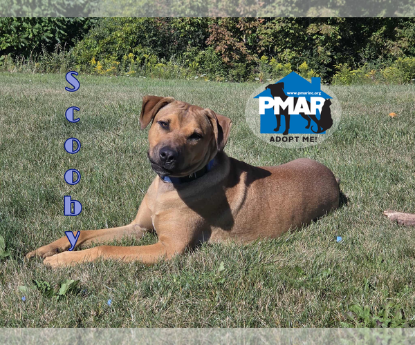 Medium Photo #1 American Pit Bull Terrier-Unknown Mix Puppy For Sale in Binghamton, NY, USA