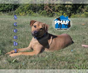 American Pit Bull Terrier-Unknown Mix Dogs for adoption in Binghamton, NY, USA