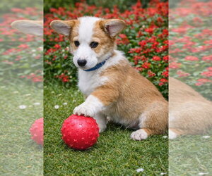 Mutt Dogs for adoption in Bon Carbo, CO, USA