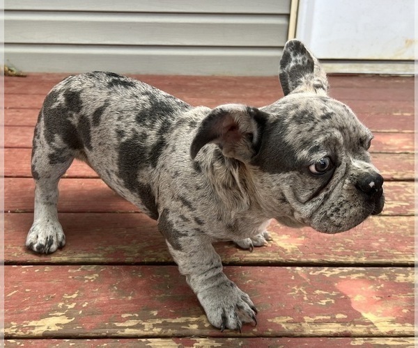 Medium Photo #4 French Bulldog Puppy For Sale in LA VERGNE, TN, USA