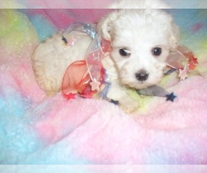 Maltese Puppy for sale in JACKSON, MS, USA