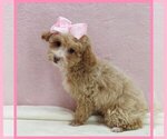 Small Poodle (Toy)