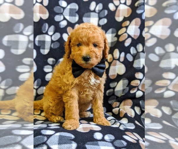 Medium Photo #3 Goldendoodle-Poodle (Miniature) Mix Puppy For Sale in NEW PROVIDENCE, PA, USA